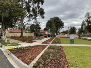 Growing shrubs in concrete