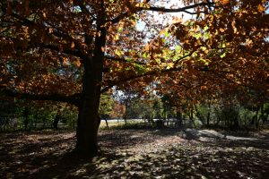 Ranger roles open across Vic