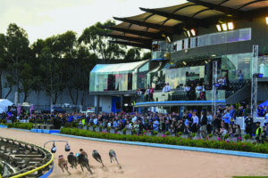 Dream night of top-flight action at The Meadows