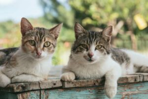 Cats contained in new pet plan