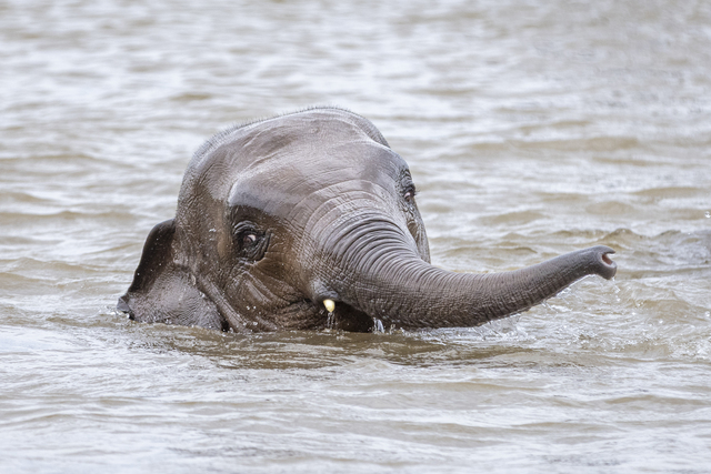 Keeping cool on the savannah