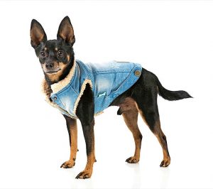 Hot dog! 8 winter fashion looks for your pooch