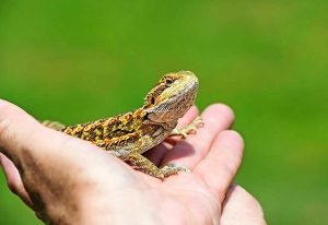 Argentine Tango & National Tree Day – Community Calendar, June 28, 2016