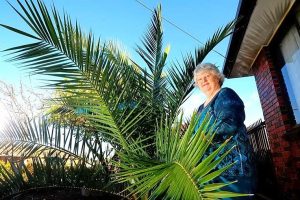 Tree of love in St Albans needs a new home
