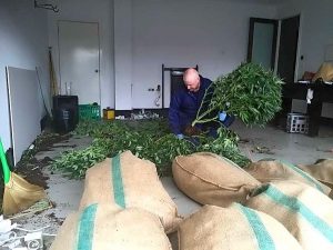 Caroline Springs house busted for growing cannabis plants