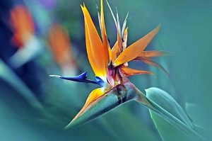 Brimbank & North West Community Calendar – September 27, 2016