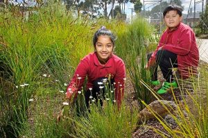 Deer Park North Primary School’s wetland up for state award