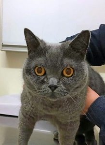 Feral cats fee a ‘small’ cost: council