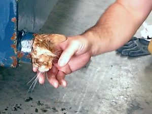 All-out alert for puss in pipe