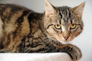 Three-legged cat looking for new home