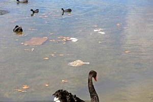 Spring Lake to rise again