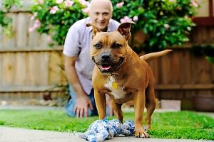 Due date for pet registration looks