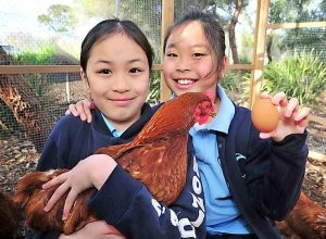 Chickens a hit in St Albans