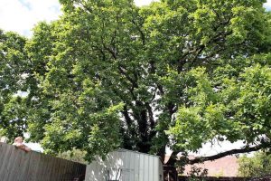New policy to tackle green canopy