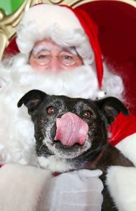 Pets set for Santa