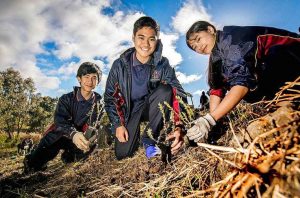 Tree change for creek