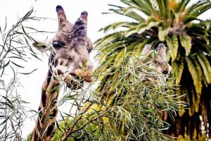 Trees a top treat at zoo