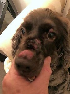 Stinging issue at park