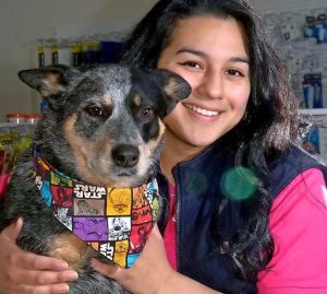 Safe pets cheap as chips