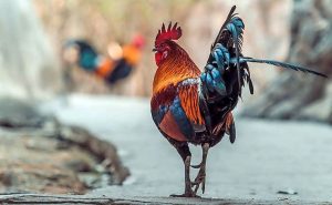 Cockfight team rescues birds