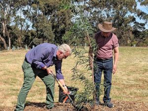 Greening’s gold gong