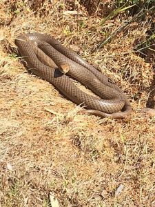 Warm weather warning for snakes