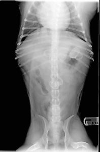 Rubber duck diet doesn’t sit well with Beefcake