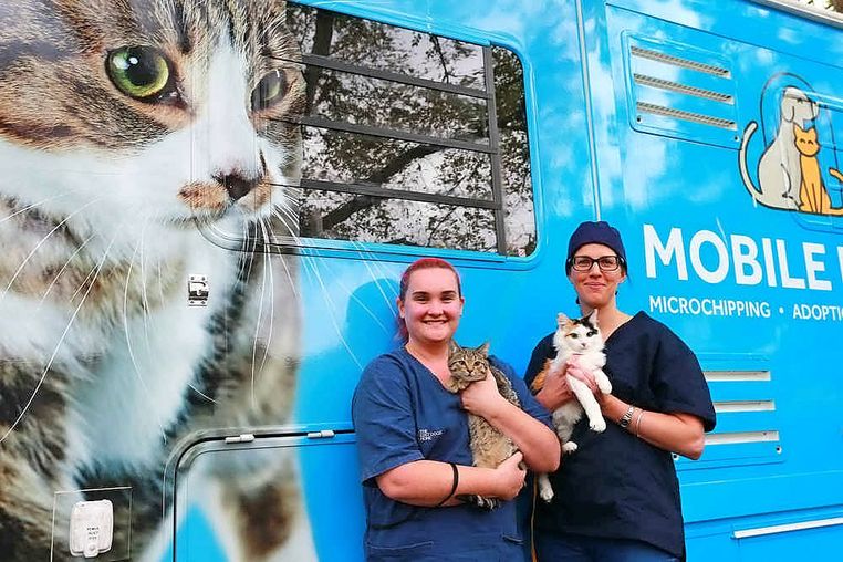 Brimbank residents can take advantage of low-cost cat desexing.