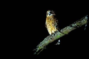 Brimbank community calendar