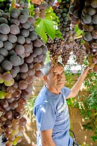 Grape expectations exceeded