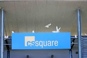 Quest to rid shopping centre of corellas