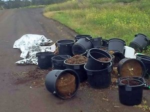 Remains of dope crop dumped in Keilor